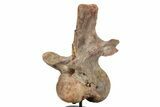 Fossil Spinosaurus Cervical Vertebra - Incredible Preservation #244472-1
